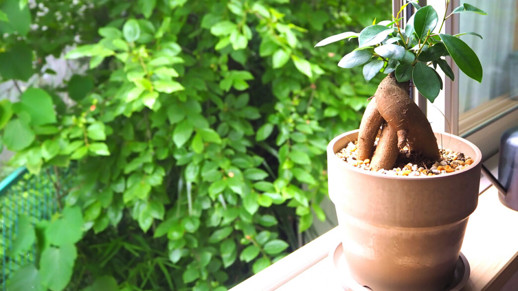 観葉植物の名前がわからない 調べ方 印象的な外観の特徴を紹介 アートコラム Decoroo デコルー