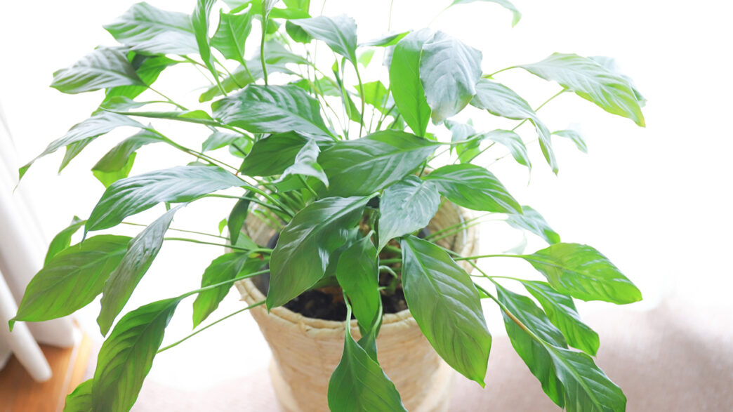 おすすめのハーブ 観葉植物として室内で育てたい種類7選