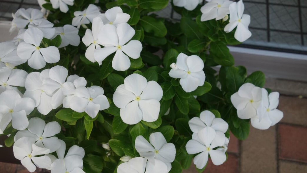 酷暑においても涼しげで世話もラクな夏の花々 アートコラム Decoroo デコルー