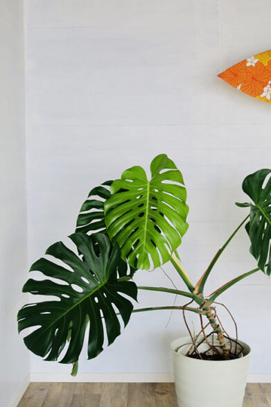 観葉植物の名前がわからない 調べ方 印象的な外観の特徴を紹介 アートコラム Decoroo デコルー 観葉植物の名前がわからない 調べ方 印象的な外観の特徴を紹介 アートコラム Decoroo デコルー