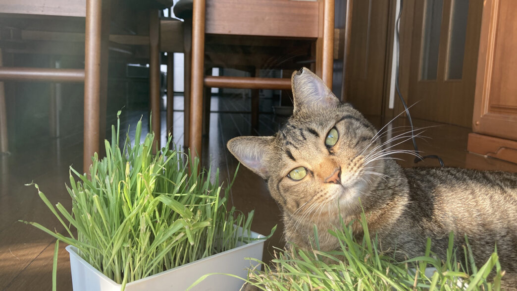 猫が食べても安全な観葉植物 有害な種類 いたずら対策を紹介 猫が食べても安全な観葉植物 有害な種類 いたずら対策を紹介