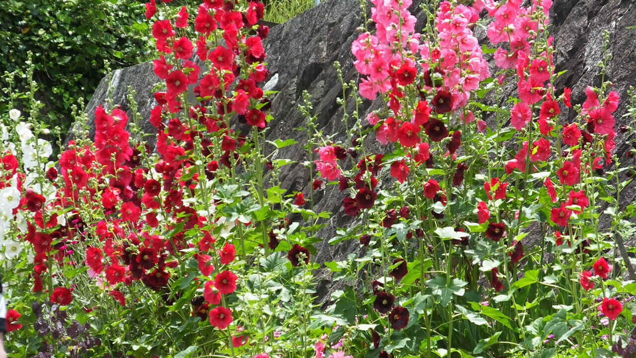 花の名前クイズ 写真を撮るだけで花の名前がわかるアプリも紹介