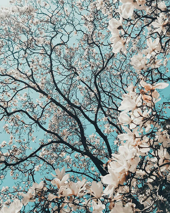 桜｜衣替えの春