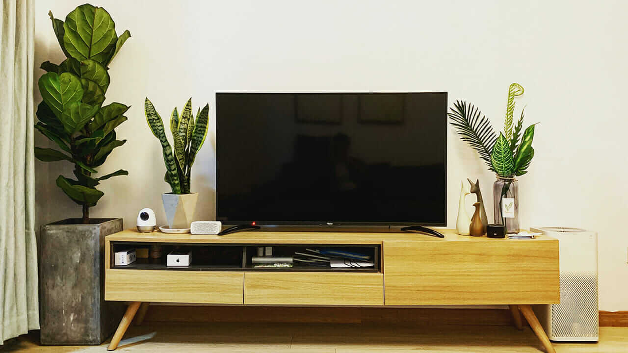 テレビ横に置かれた観葉植物