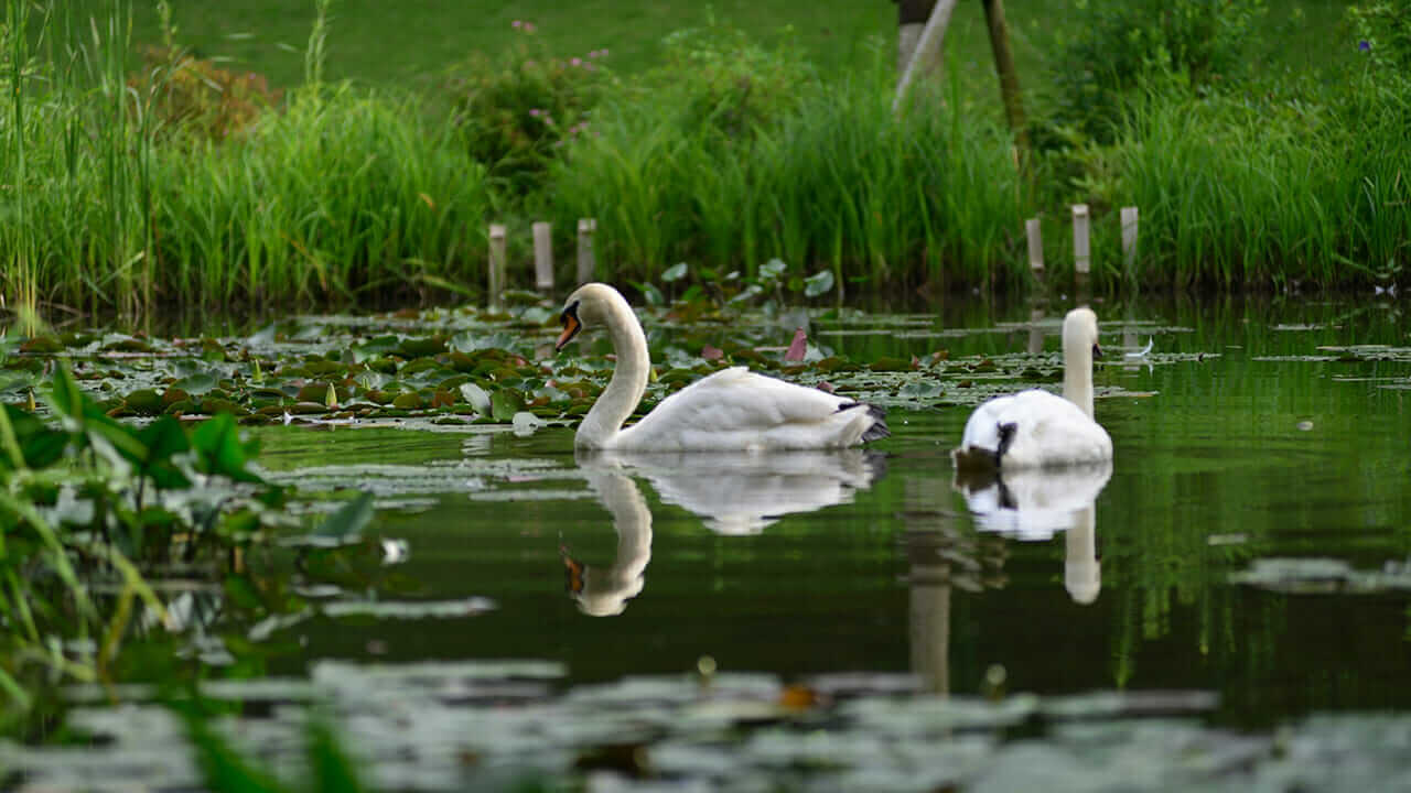 DIC川村記念美術館の池と白鳥