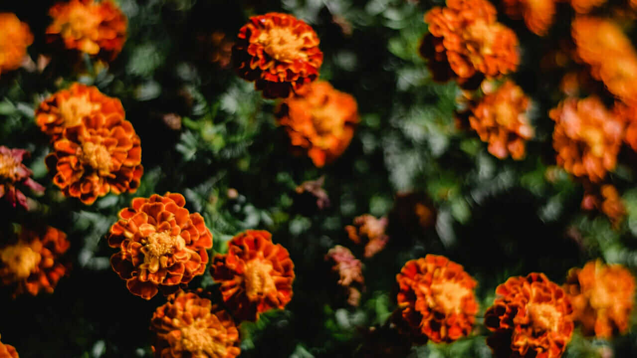 お花から元気をもらおう！鮮やかなビタミンカラーの夏の花をご紹介のイメージ｜シェードガーデン