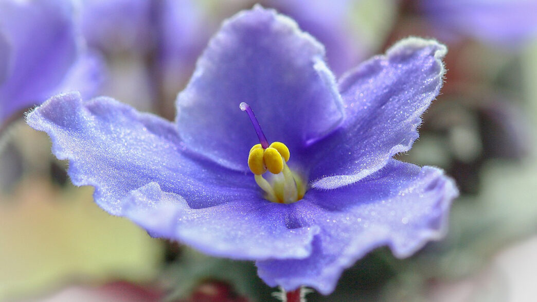 青いセントポーリアの花