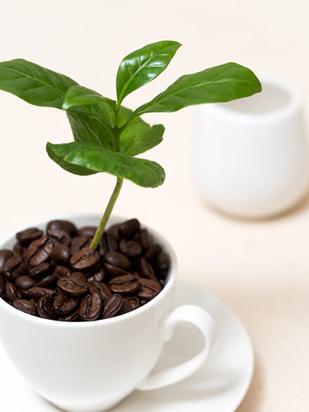 コーヒーの木とコーヒーカップ