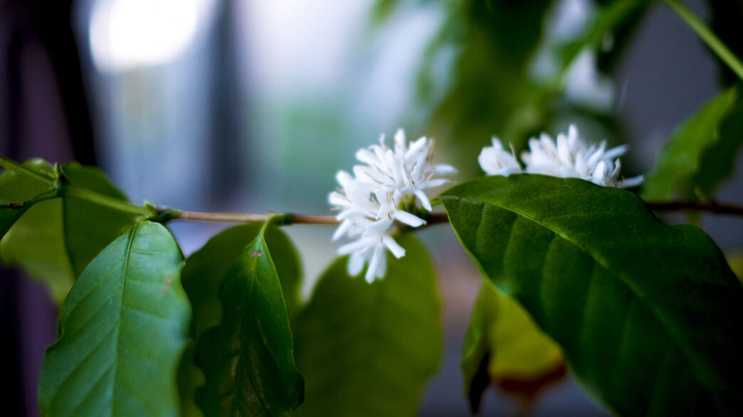 コーヒーの木の花