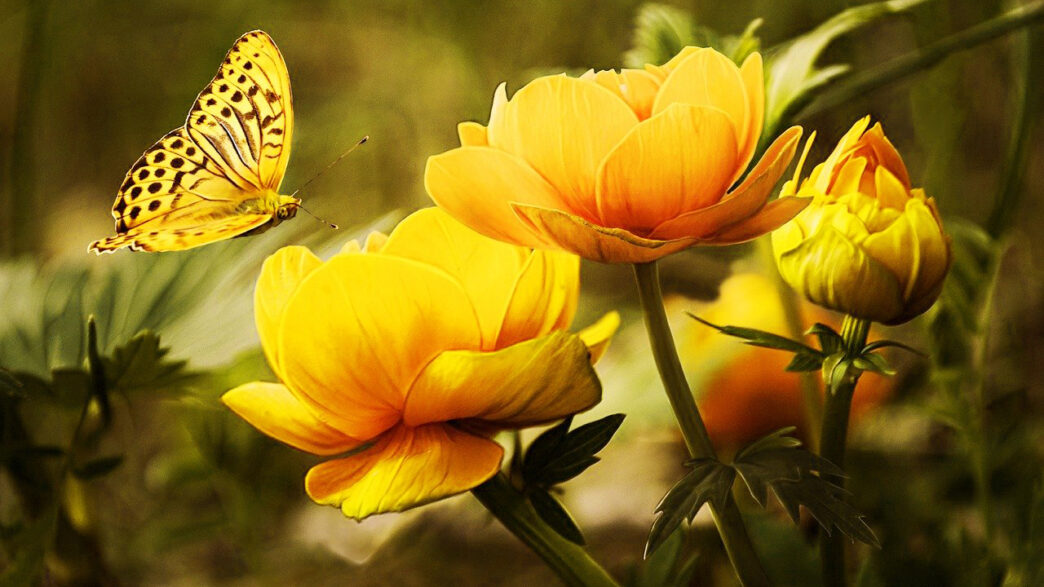 黄色い花と蝶々