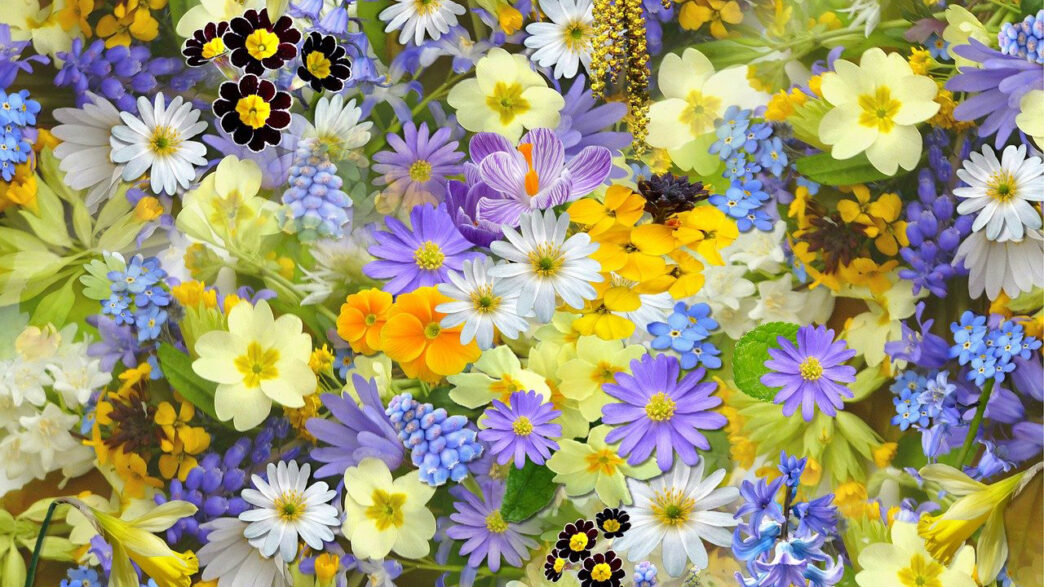 いろいろな色の花