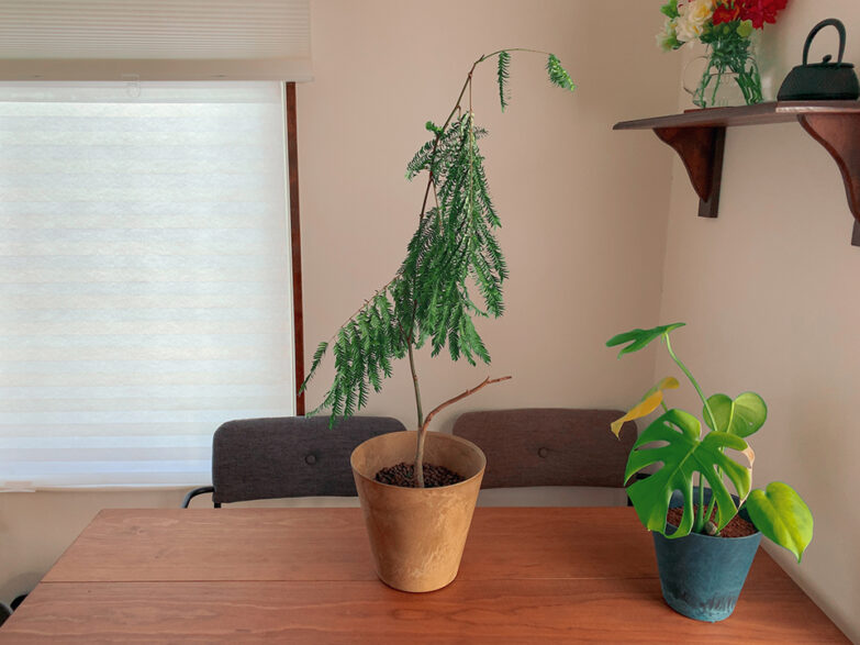 テーブルに置かれた観葉植物