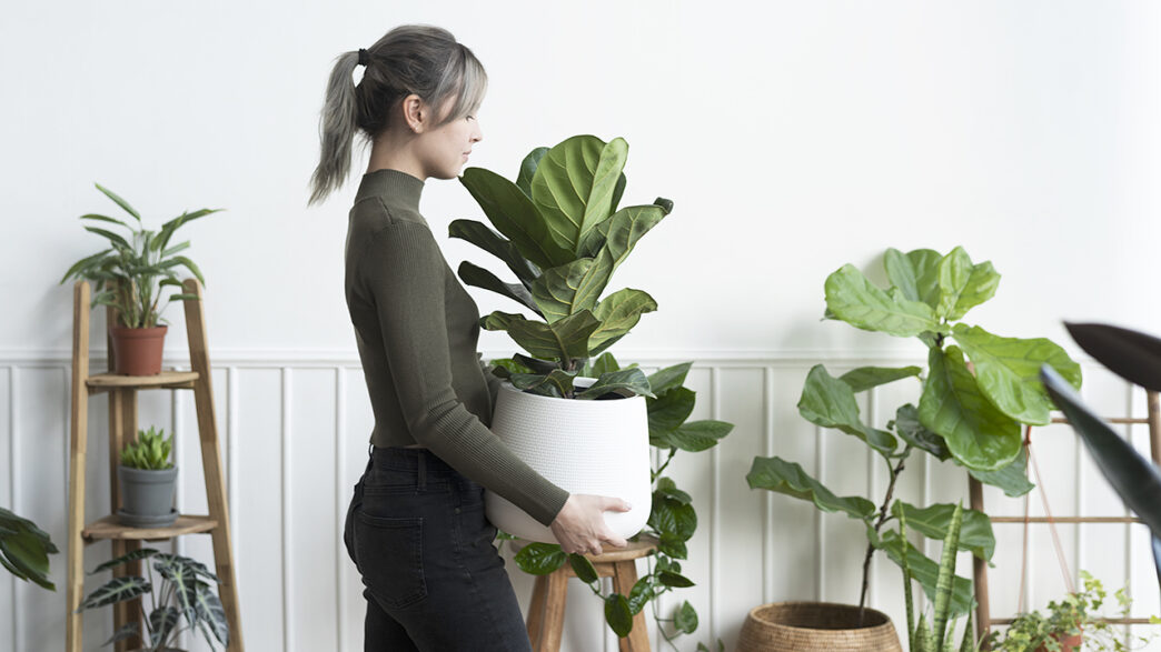 大型の観葉植物を持つ女性