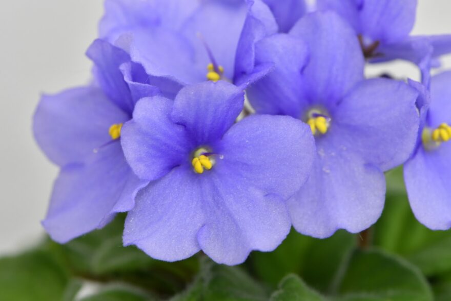青いセントポーリアの花