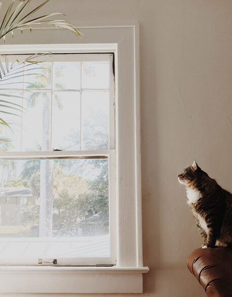 窓辺の猫と観葉植物